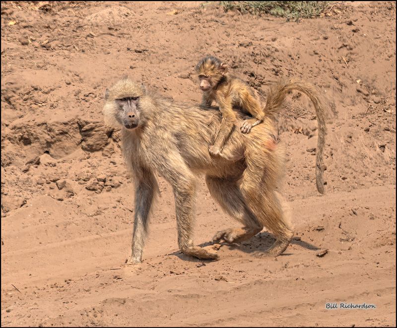 baboon baby jockey.jpg