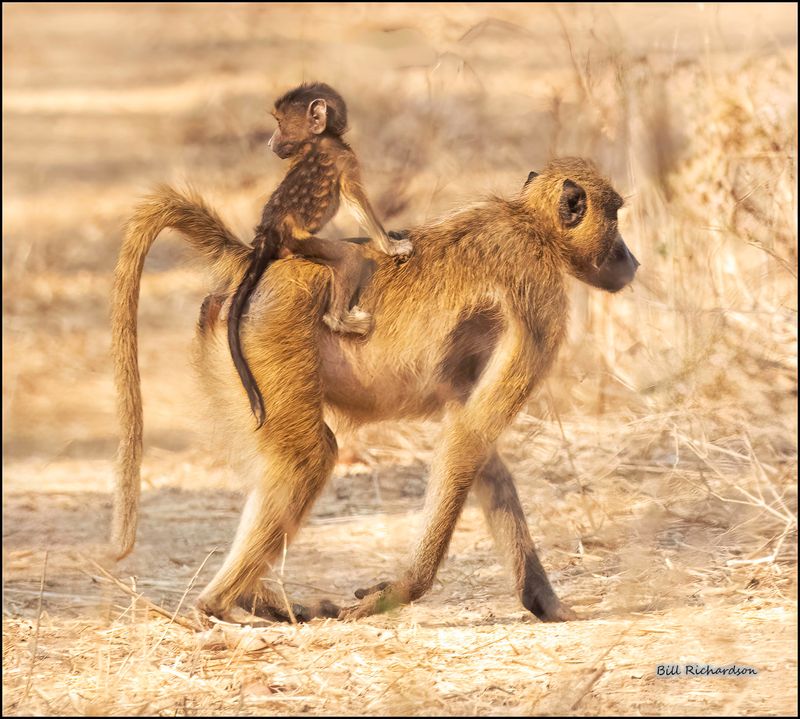 baboon baby jockey2.jpg
