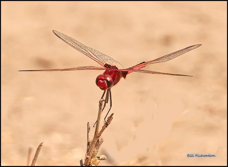 red dragonfly.jpg