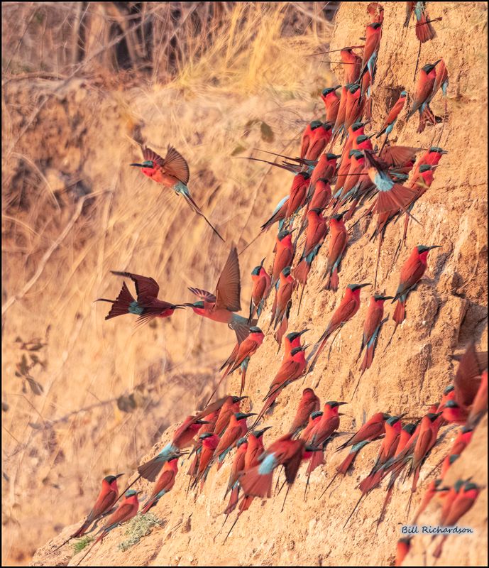 crimson bee eater colony.jpg
