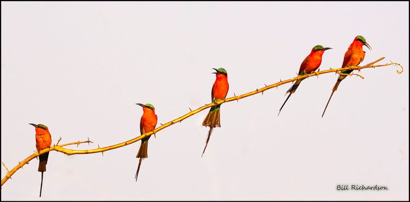 crimson bee eater in a row.jpg