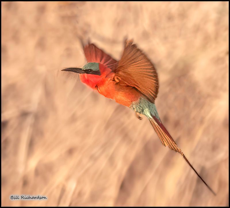 crimson bee eater in flight.jpg