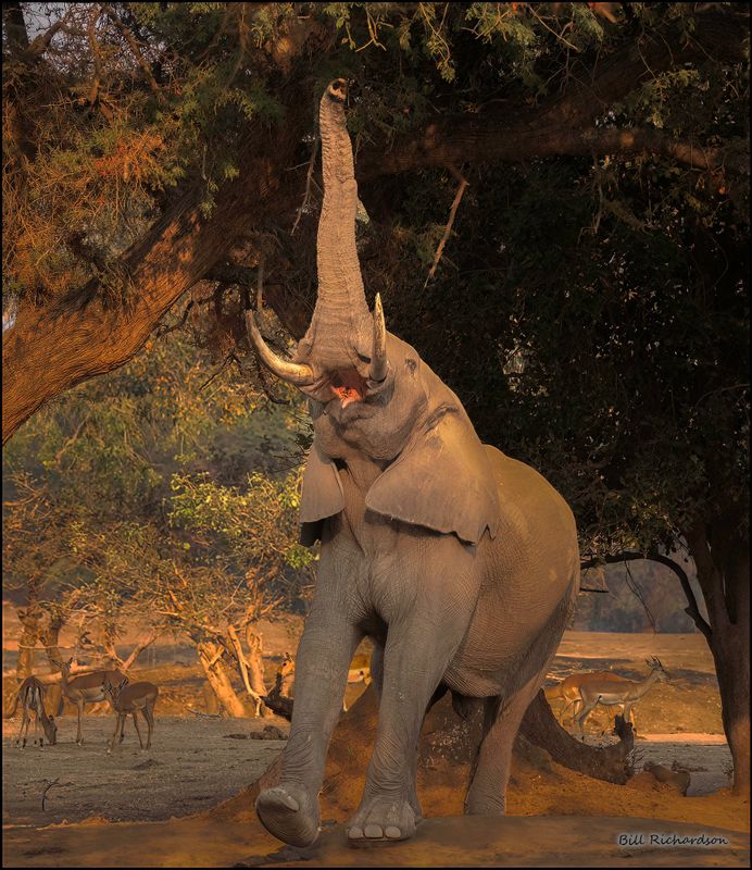 elephant reaching up.jpg
