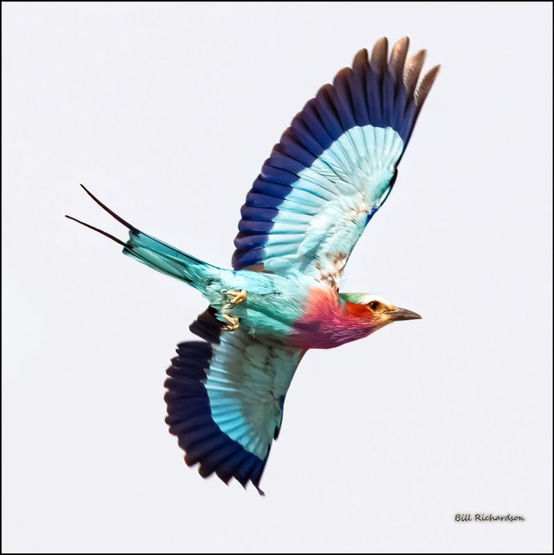 lilac breasted roller in flight.jpg