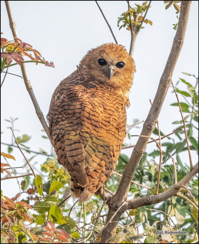 Pells fishing owl.jpg