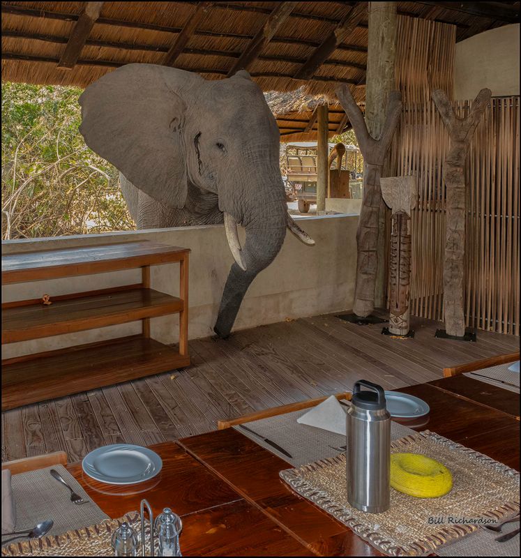 lion camp elephant.jpg