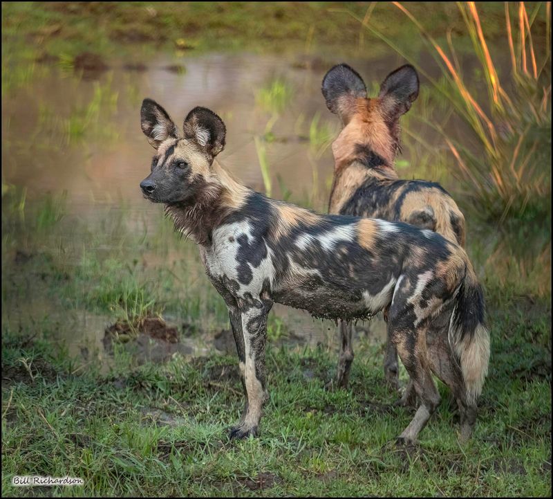 african hunting dog.jpg