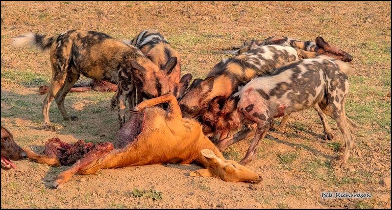 wild dogs on kill.jpg