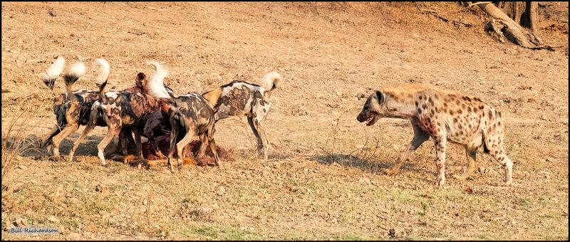 dogs feeding hyena approaching.jpg