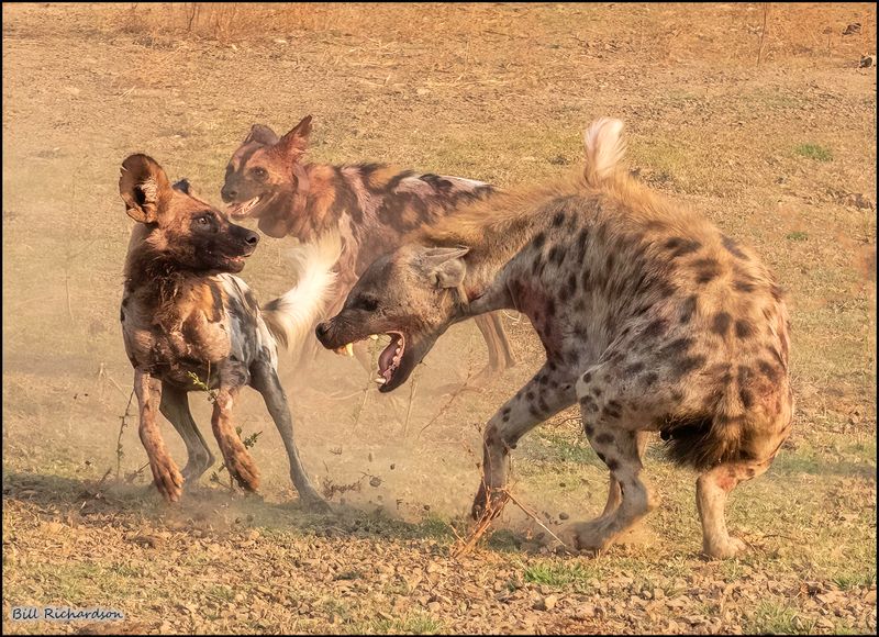 dog hyena melee1.jpg