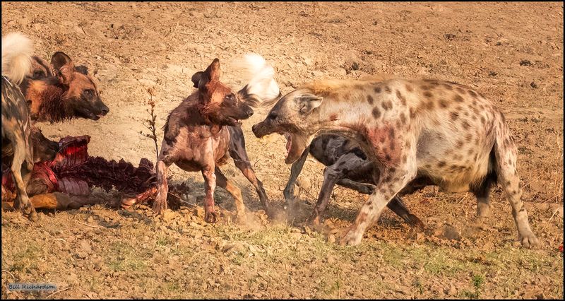 dog hyena confrontation.jpg