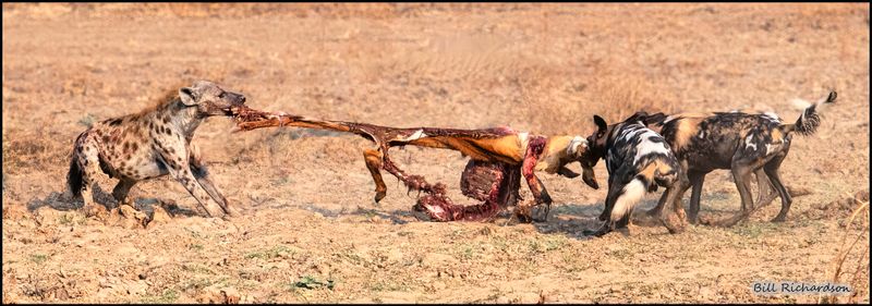 dog hyena tug of war.jpg