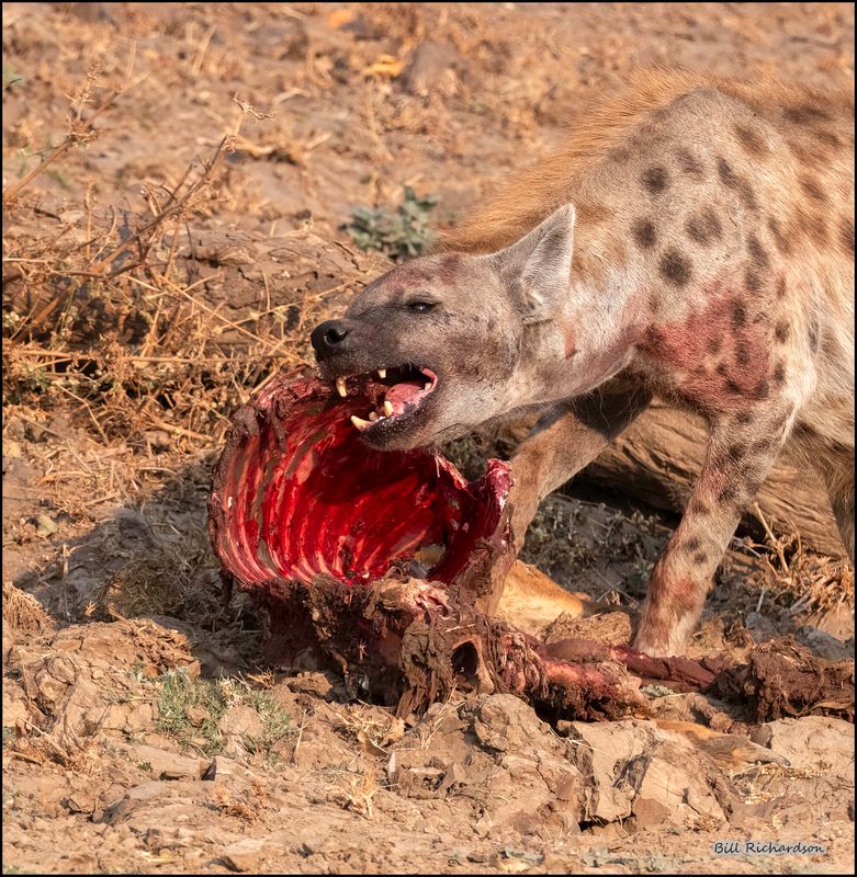 hyena w stolen ribs.jpg