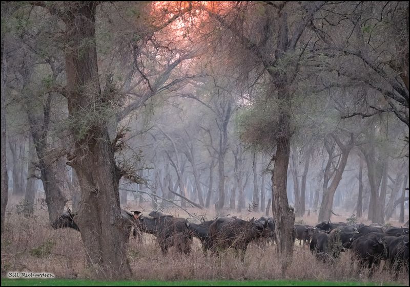 buffalo in the morning mist.jpg