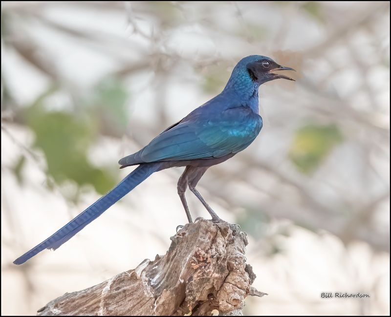 Burchell's starling.jpg
