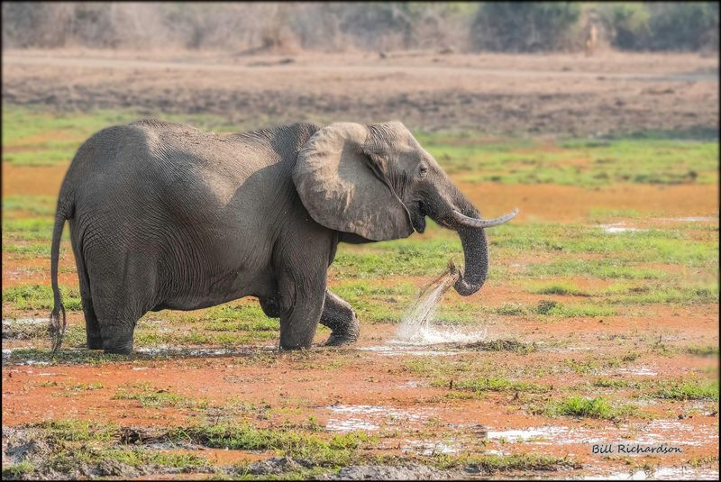 elephant washing food.jpg