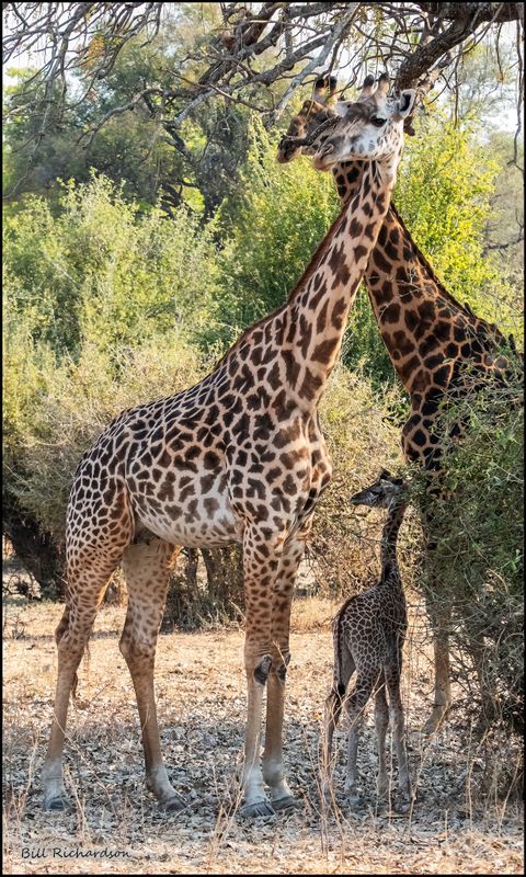 giraffes shielding calf.jpg