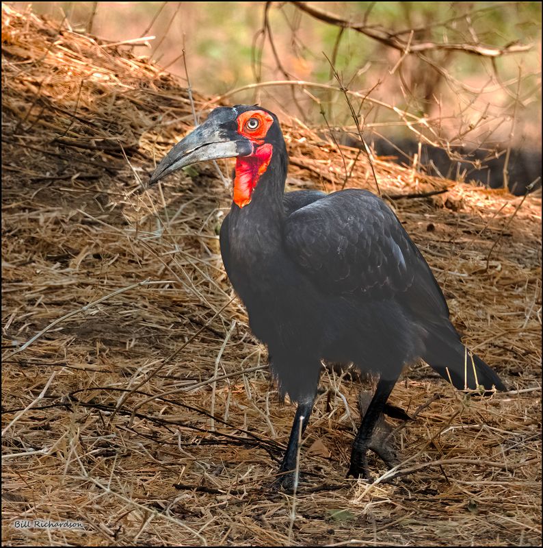 ground hornbill.jpg