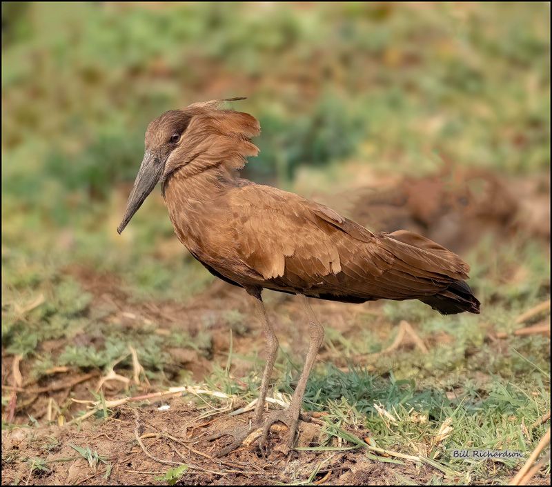 hammercock.jpg