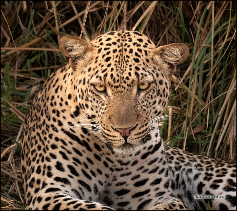leopard stare.jpg