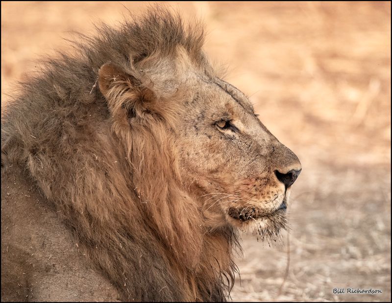 lion.jpg