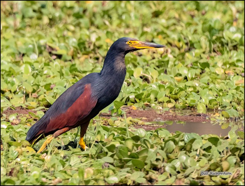Rufous-bellied Heron.jpg