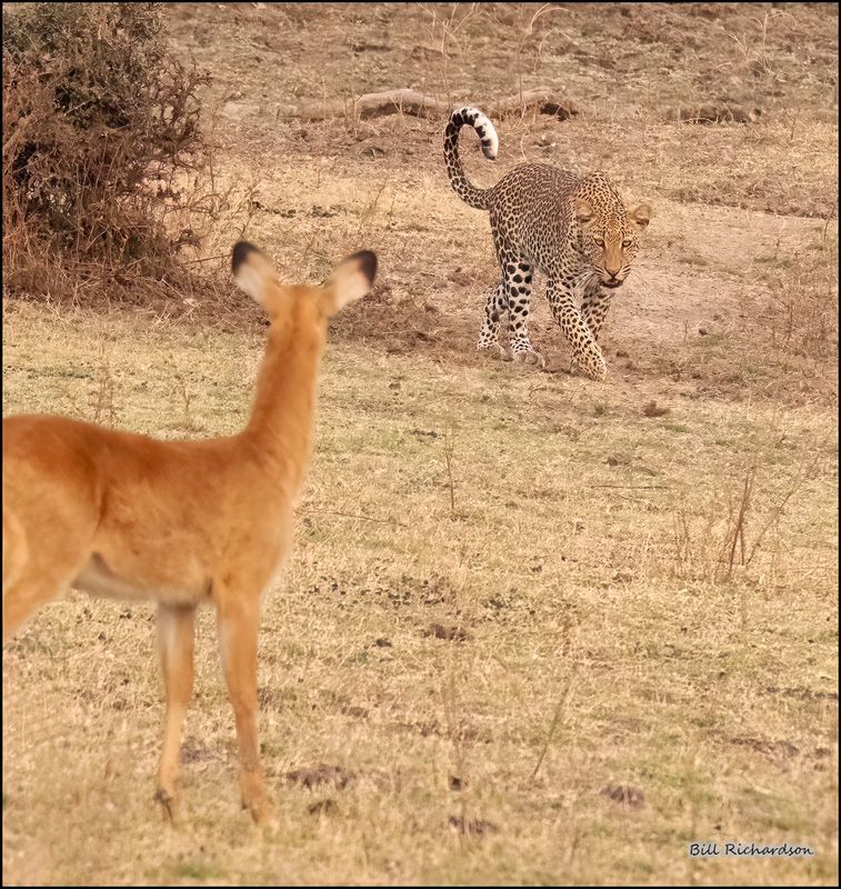 leopard and puku.jpg