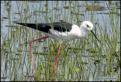 black winged stilt.jpg