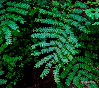 Komodo Island ferns.jpg