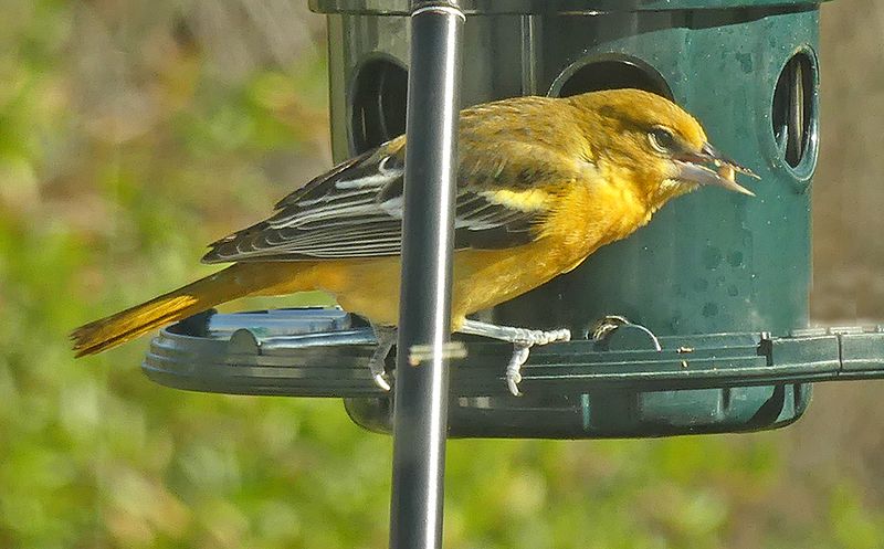 Baltimore Oriole