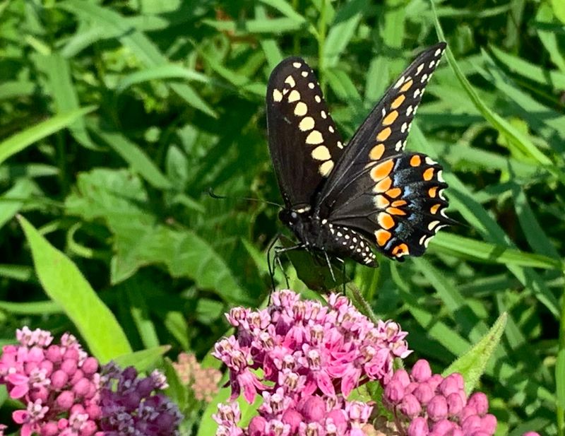 Eastern Black Swallowtail