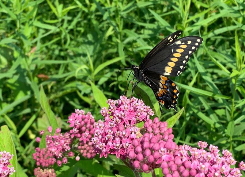 Eastern Black SwallowtaiI