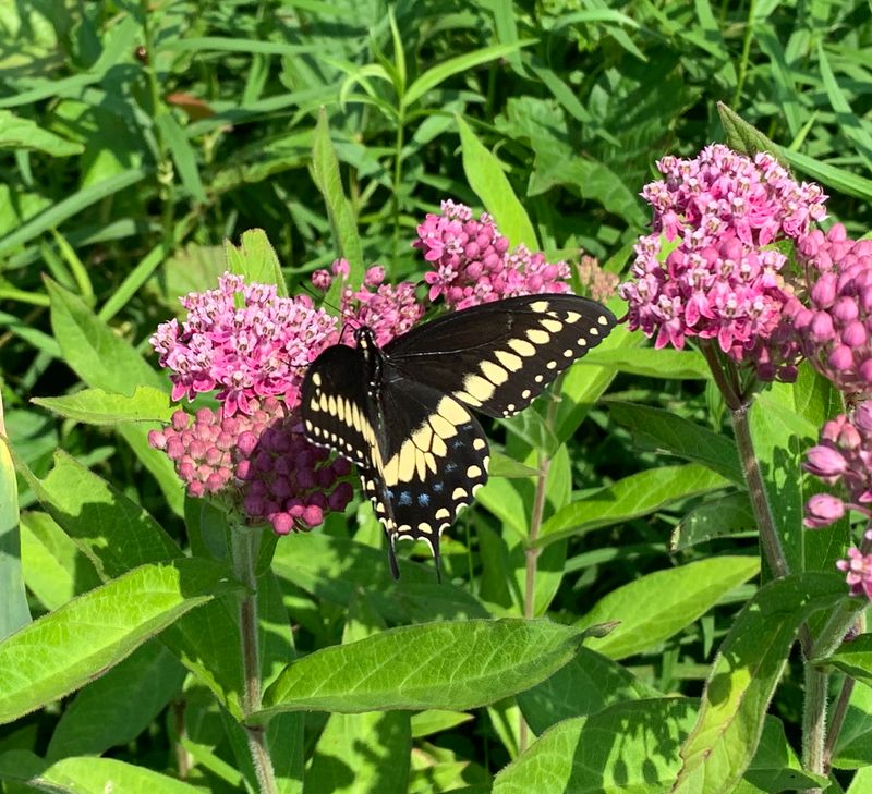 Eastern Black Swallowtail