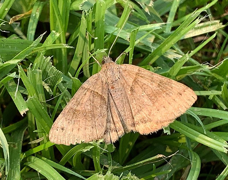 Clover Looper Moth (8738)