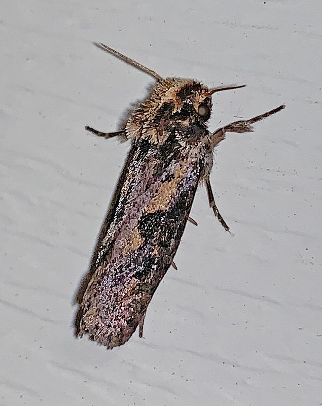 Clemens Grass Tubeworm Moth (0373)