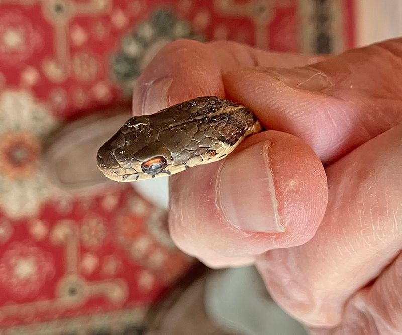 Eastern Garter Snake