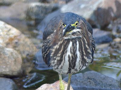 Green Heron
