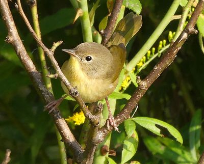 Common Yellowthroat