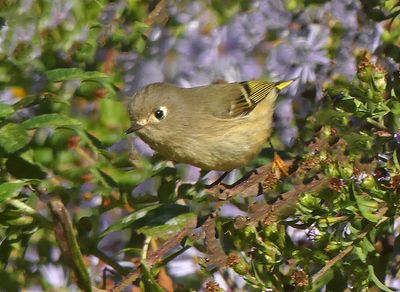 Ruby-crowned Kinglet Male