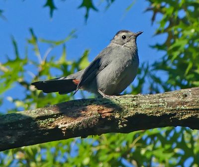 Gray Catbird 