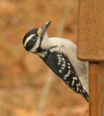 Hairy Woodpecker