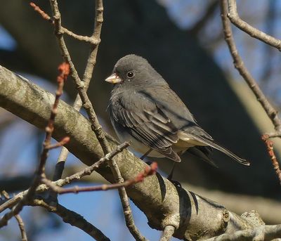 Dark-eyed Junco (Lateral View)