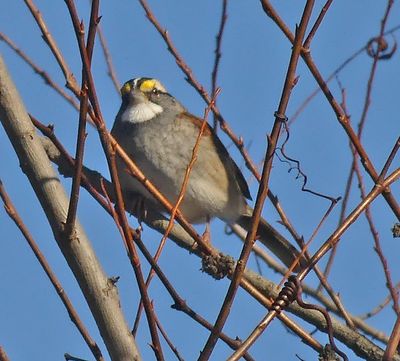 White-throated Sparrow