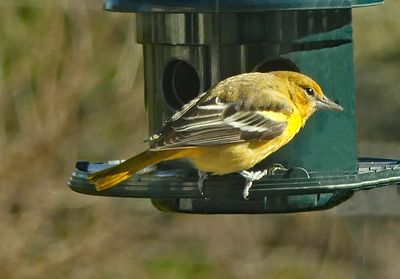 Baltimore Oriole