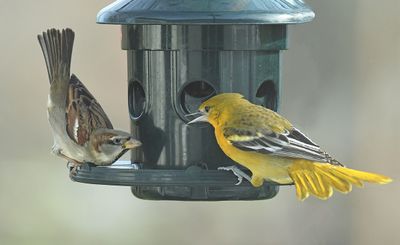 Immature - 1st year with male House Sparrow