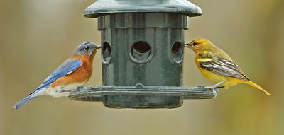Surprise Winter Visitors