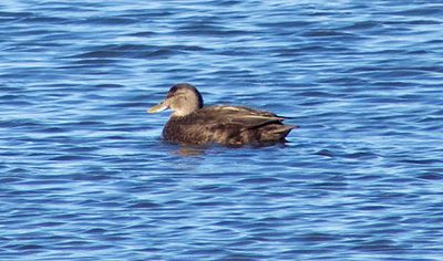 American Black Duck