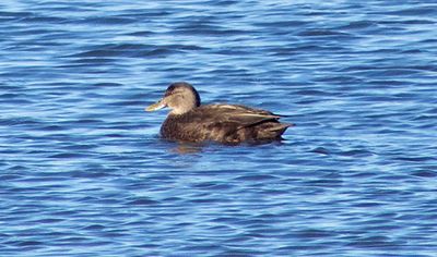 Dabbling Ducks