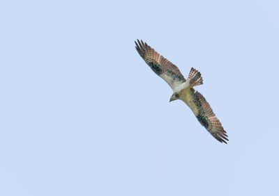 Adult Osprey in High Flight