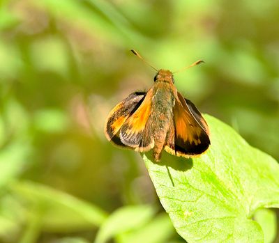 Zabulon Skipper 